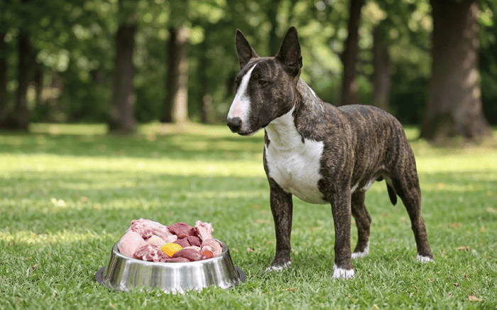 Feeding Your Bull Terrier a Raw Diet - Bull Terrier World