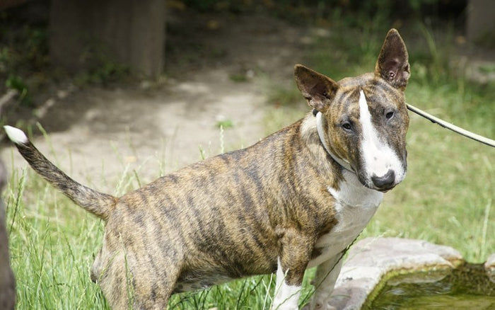 Female Bull Terrier Heat Cycle: Signs, Stages & Management Guide - Bull Terrier World