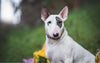 From Puppy to Adult: A Complete Guide to Bull Terrier Size and Growth - Bull Terrier World
