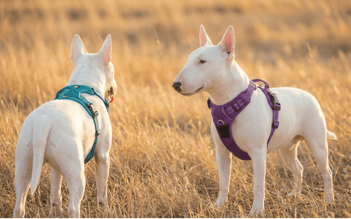 Harness vs. Collar for Bull Terriers: The Ultimate Safety Guide (2026) - Bull Terrier World