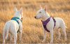 Harness vs. Collar for Bull Terriers: The Ultimate Safety Guide (2026) - Bull Terrier World
