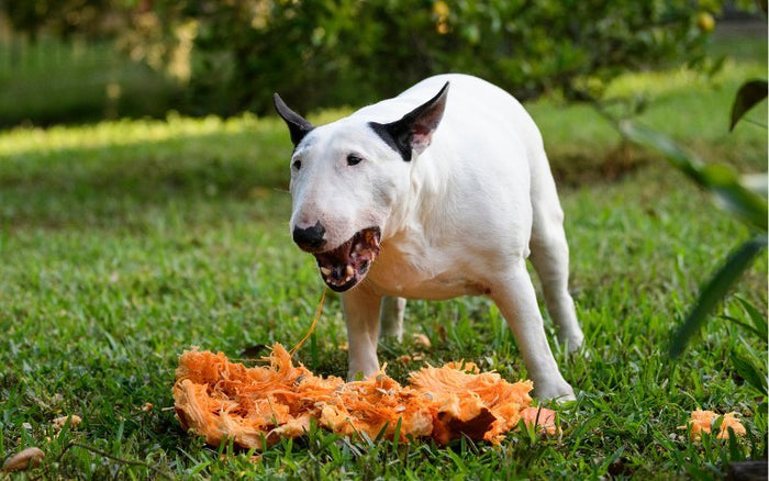 Healthy Treats for Bull Terriers - Bull Terrier World