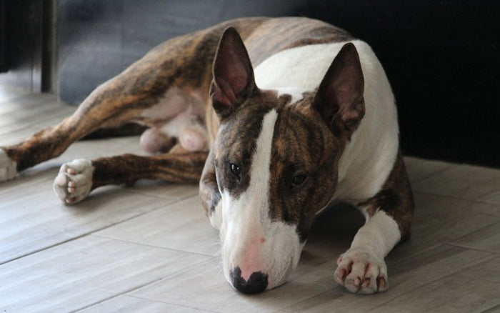 Heart Disease in Bull Terriers - Bull Terrier World