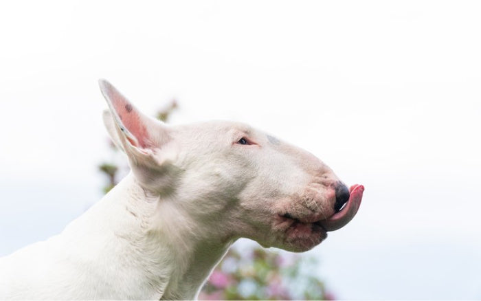 Homemade Bull Terrier Treats: Easy Recipes for Frozen Snacks & Cookies - Bull Terrier World