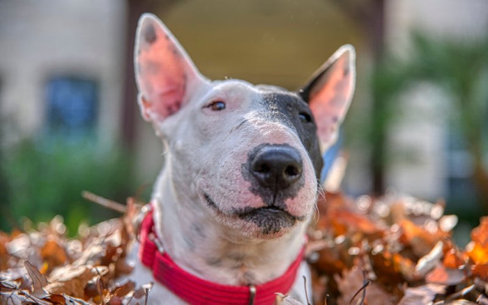 How to Clean My Bull Terrier's Ears? - Bull Terrier World