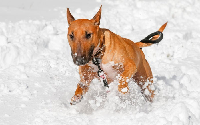 How to Exercise Your Bull Terrier During Inclement Weather? - Bull Terrier World