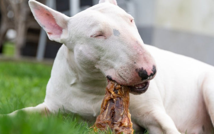 How To Feed Your Bull Terrier - Bull Terrier World