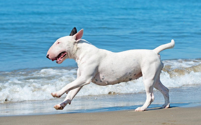 How To Keep Your Bull Terrier Cool In The Summer - Bull Terrier World