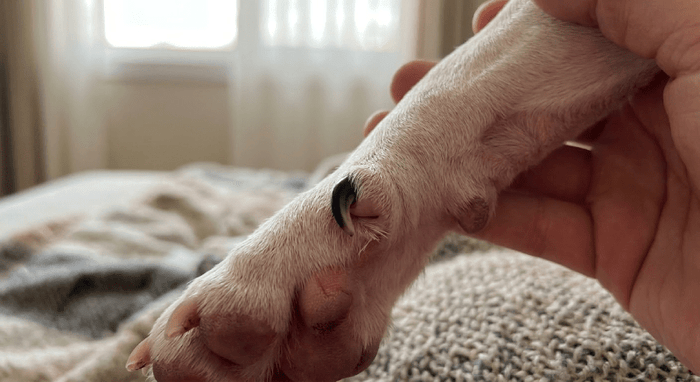 How to Maintain Bull Terrier Dewclaws and Prevent Injuries - Bull Terrier World
