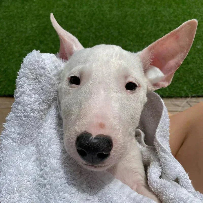 How To Prepare For A New Bull Terrier Puppy? - Bull Terrier World