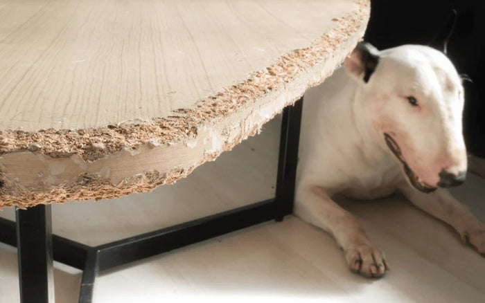 How To Stop My Bull Terrier From Chewing Stuff? - Bull Terrier World