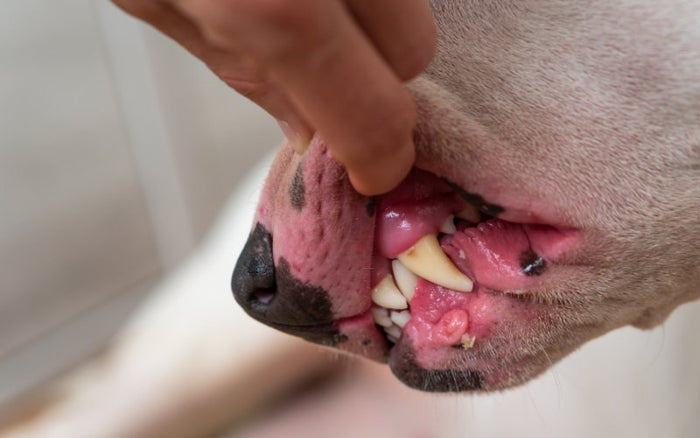 How To Take Care Of My Bull Terrier's Teeth? - Bull Terrier World