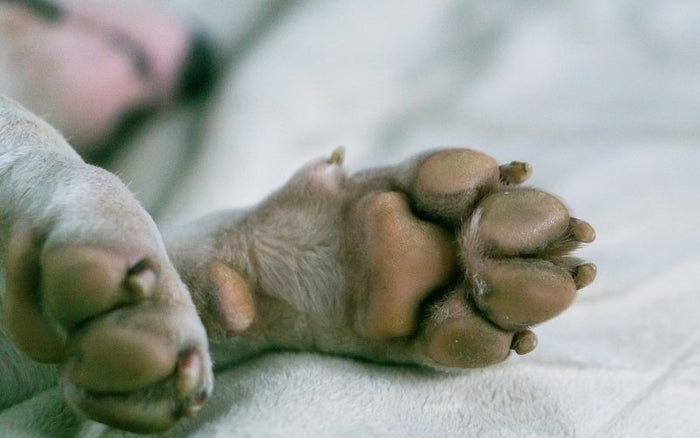 How to Take Care of your Bull Terrier's Nails? - Bull Terrier World