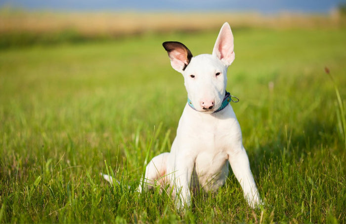 Bull Terrier Potty Training - Bull Terrier World