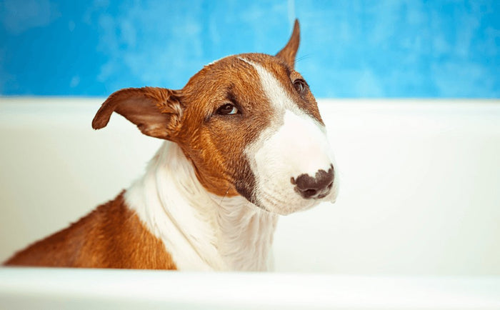 Bull Terrier Grooming - Bull Terrier World