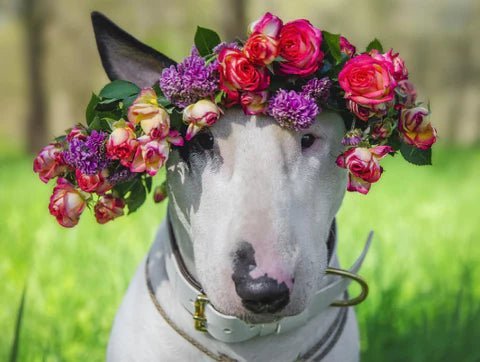 Are my houseplants safe for my Bull Terrier? - Bull Terrier World
