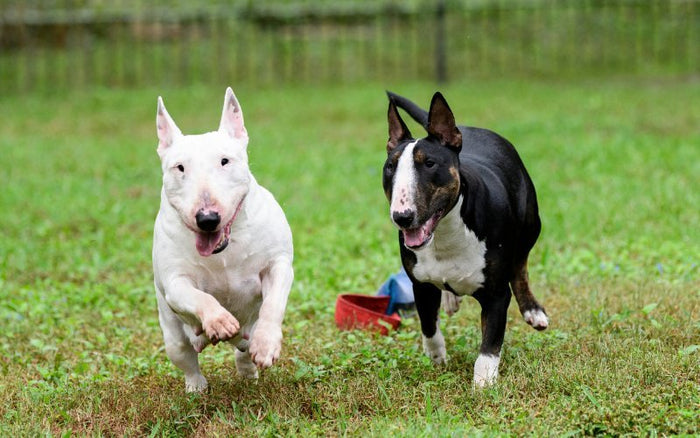 Is Bull Terrier The Right Breed For Me? - Bull Terrier World