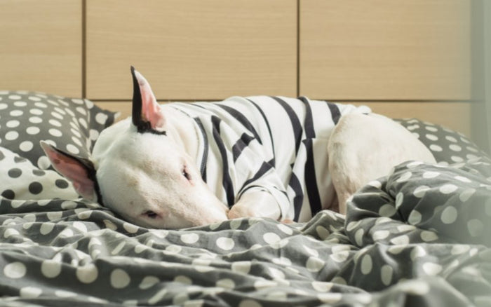 Managing Bull Terrier Anxiety: Symptoms, Causes & Treatments - Bull Terrier World