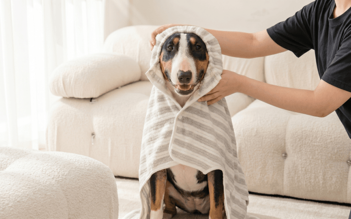 Mastering the Bull Terrier Grooming Routine: The Ultimate Guide to Skin, Coat, and Paw Health - Bull Terrier World