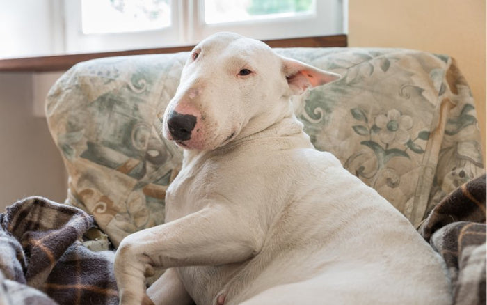 Obesity in Bull Terriers - Bull Terrier World