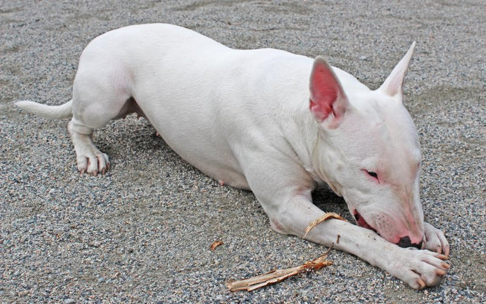 OCD In Bull Terriers - Bull Terrier World