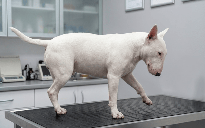 Patellar Luxation in Bull Terriers: Symptoms, Surgery & Recovery Guide - Bull Terrier World