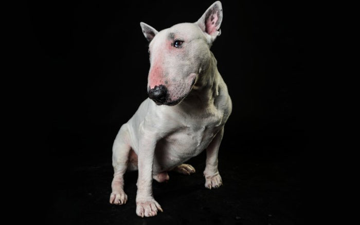 Polycystic Kidney Disease (BTPKD) in Bull Terriers - Bull Terrier World