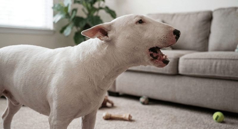 Reverse Sneezing in Bull Terriers: Causes, Treatment, and Safety Guide ...