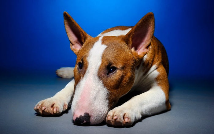 Separation Anxiety in Bull Terriers - Bull Terrier World