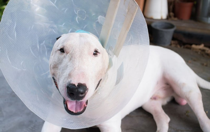 Should I Spay Or Neuter My Bull Terrier? - Bull Terrier World
