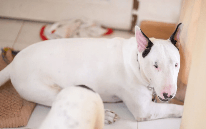 Signs Your Bull Terrier is Overweight - Bull Terrier World