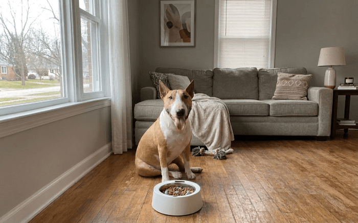The Benefits of Slow Feeder Dog Bowls for Bull Terriers - Bull Terrier World