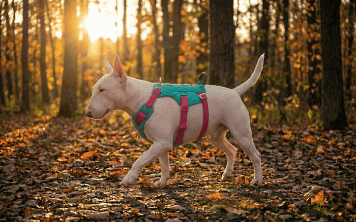 The Best Escape-Proof Harnesses For Bull Terriers - Bull Terrier World