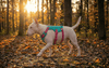 The Best Escape-Proof Harnesses For Bull Terriers - Bull Terrier World