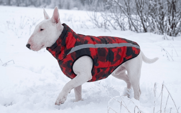 The Best Jackets For Bull Terriers - Bull Terrier World