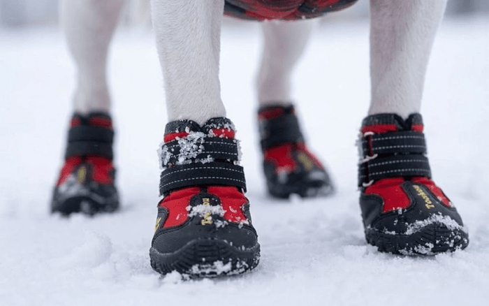 The Best Shoes For Bull Terriers - Bull Terrier World