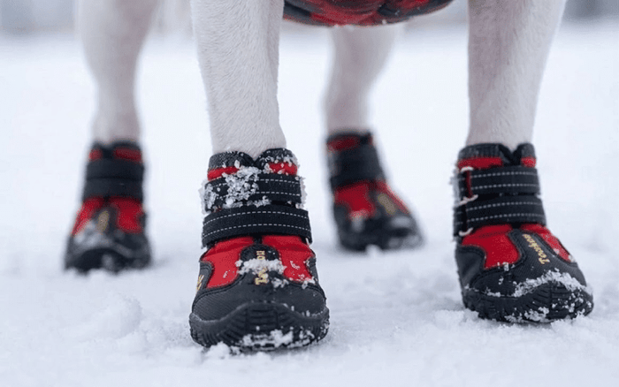 The Best Shoes For Bull Terriers - Bull Terrier World