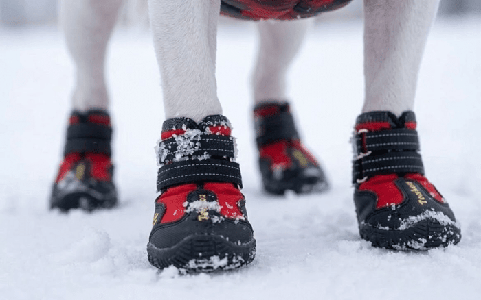 The Best Shoes For Bull Terriers - Bull Terrier World