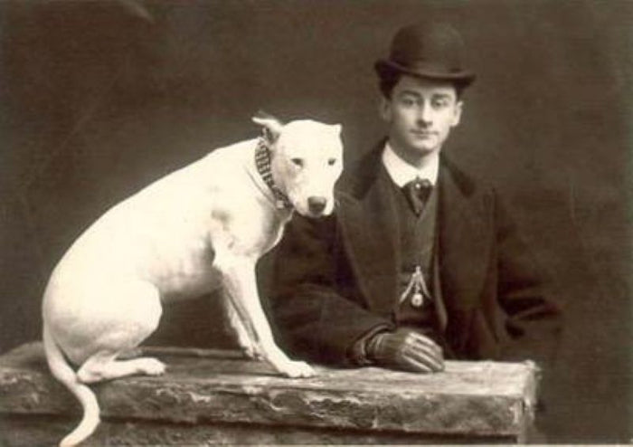 The Evolution of the Bull Terrier: A Comprehensive History - Bull Terrier World