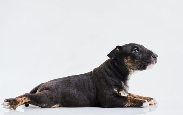 The Importance of Regular Vet Check-ups for Bull Terriers - Bull Terrier World