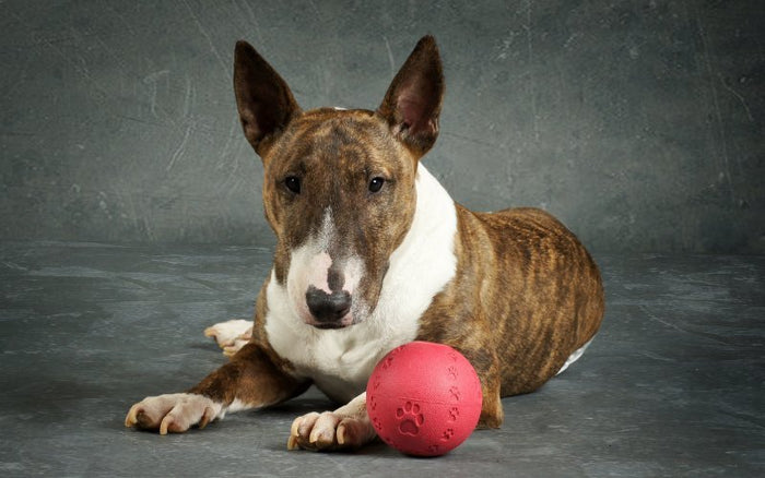 The Role of Mental Stimulation in Bull Terrier Health - Bull Terrier World