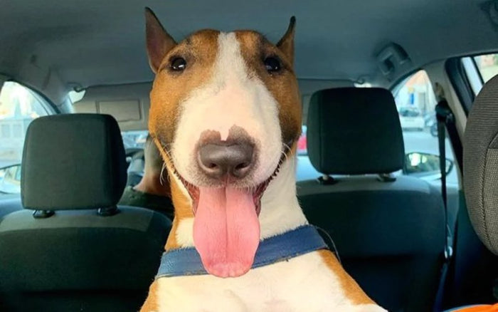 Traveling With Your Bull Terrier - Bull Terrier World