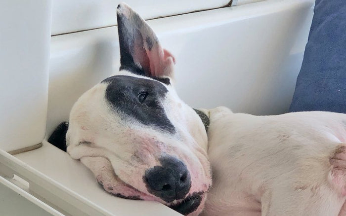 Why is My Bull Terrier Lazy? - Bull Terrier World