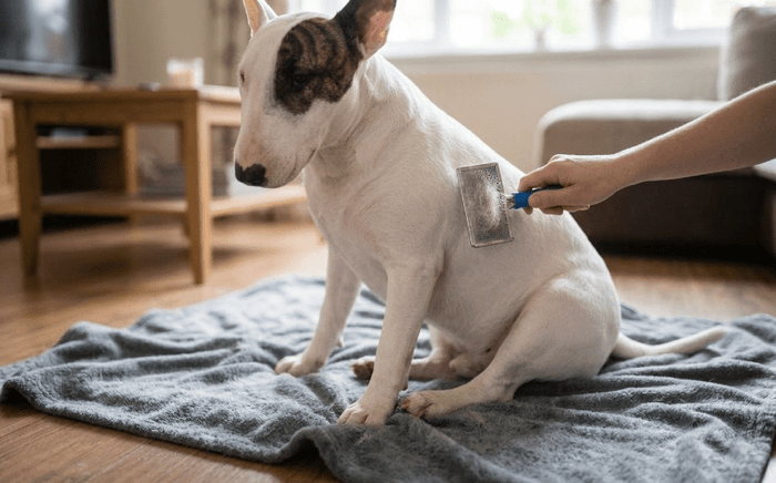 Why Is My Bull Terrier Shedding So Much? - Bull Terrier World