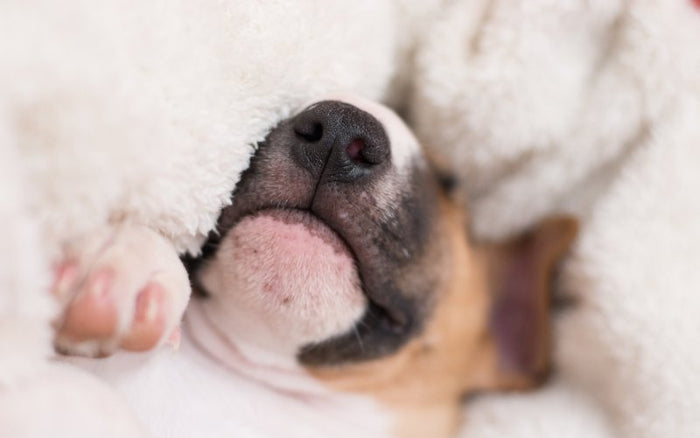 Why Is My Bull Terrier Snoring? - Bull Terrier World