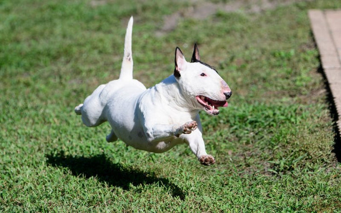 Why Is My Bull Terrier So Hyper? - Bull Terrier World