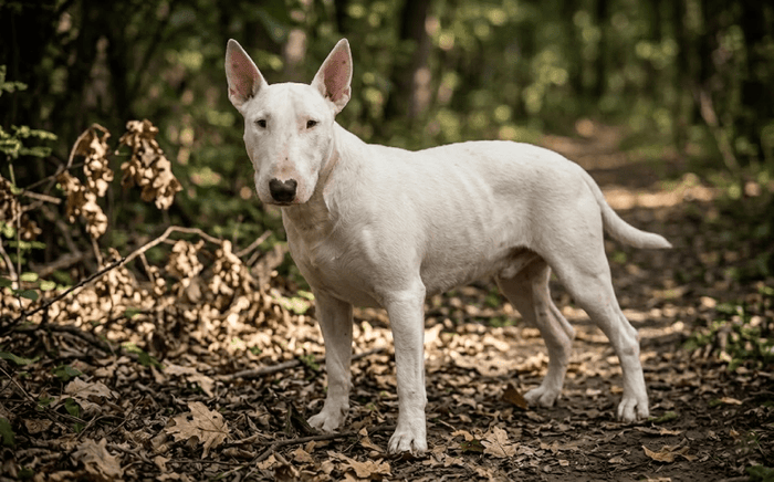 Why is my Bull Terrier so skinny? - Bull Terrier World