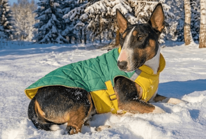 Winter Essentials For Bull Terriers - Bull Terrier World