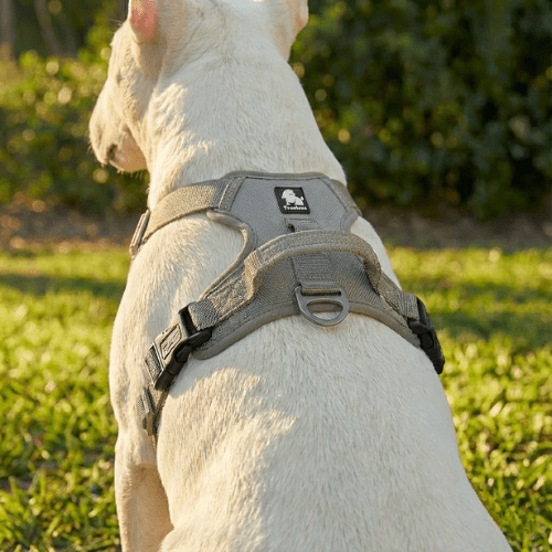3M No - Pull Vest Harness | Bull Terrier World