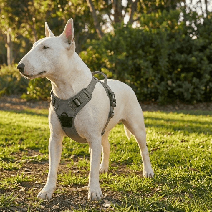 3M No - Pull Vest Harness | Bull Terrier World